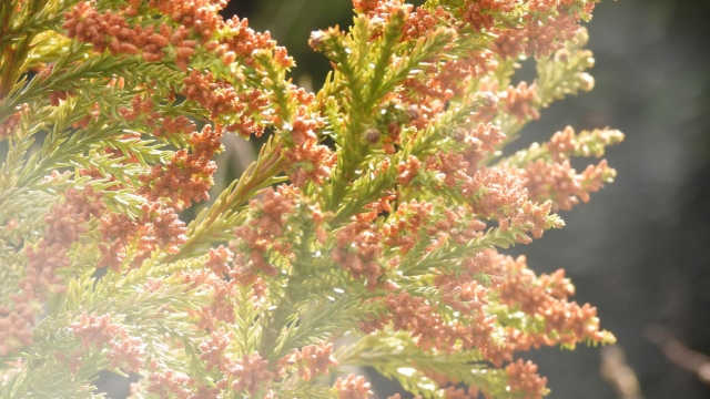 外から厄介なものがやってくる