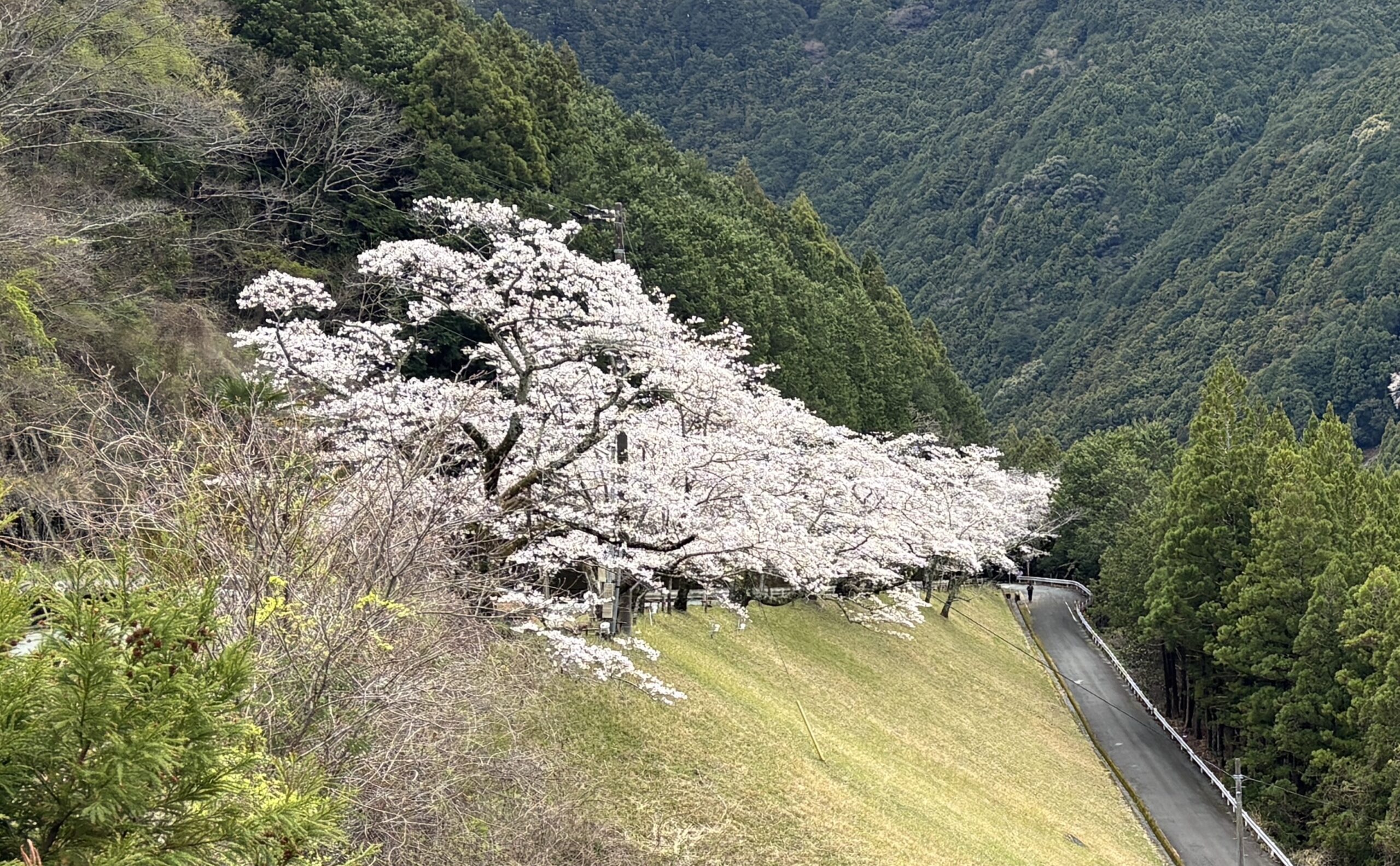 新年度【2026年度】になりました